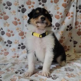 Collie Puppies from Boorman Mountain Kennel