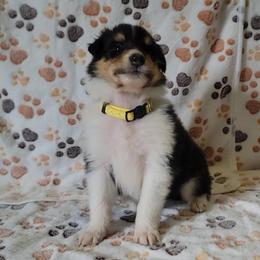 Collie Puppies from Boorman Mountain Kennel