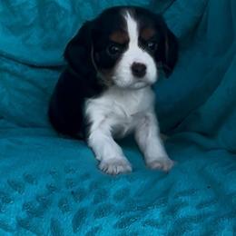 Marley Mae AKC - Tri-color female Cavalier King Charles Spaniel puppy in Fairmount, Indiana from Dream Maker Cavaliers