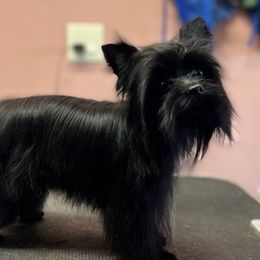 Monti - Yorkshire Terrier