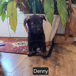 Denny - Sable male German Shepherd puppy in Cave City, Arkansas from Bayou Valley Shepherds and American Hunt Terriers