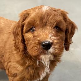 Copper - Red male Australian Labradoodle puppy in Harrisonville, Missouri from Blessed Day Doodles