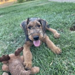 Red - Black and tan male Airedale Terrier puppy in Anderson, California from Airedales of Myriad Ranch