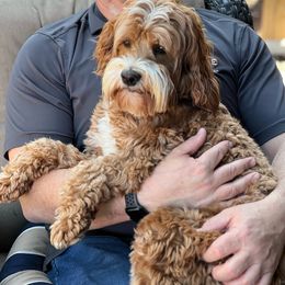 Archie - Australian Labradoodle
