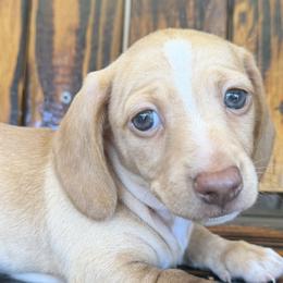Dachshunds and Pomeranians from Puppiesnat