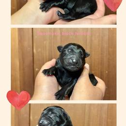 Seasmoke - Black female German Shepherd puppy in Santa Cruz, California from Von Guadachi German Shepherds & Audacity Border Collies