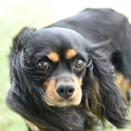 Jovie - Cavalier King Charles Spaniel