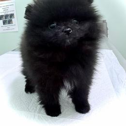 Licorice - Black parti female Pomeranian puppy in Placer County, California from Lilmonster Pomeranians