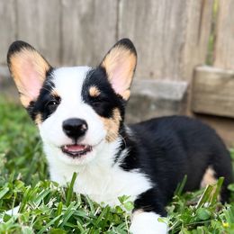 Winston - Pembroke Welsh Corgi puppy from Gulf Coast Corgis