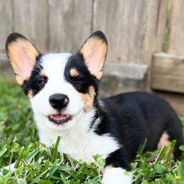 Winston - Pembroke Welsh Corgi puppy from Gulf Coast Corgis