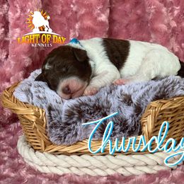 Poodle Puppies from Light of Day Kennels