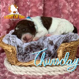 Poodle Puppies from Light of Day Kennels