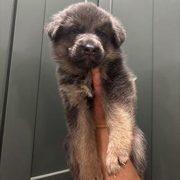 Aquamarine - Blue female German Shepherd puppy in Watervliet, Michigan from M&M Shepherd Farms