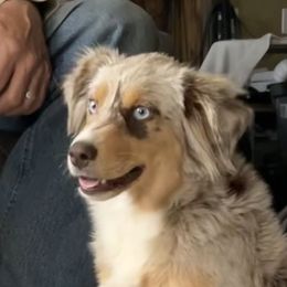 Jasmine - Miniature Australian Shepherd