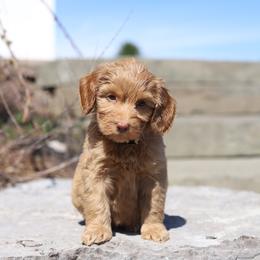 Yellow - Caramel red female Australian Labradoodle puppy in Williamstown, New York from Lewis Manor Labradoodles