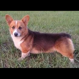 Beans - Pembroke Welsh Corgi