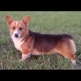 Beans - Pembroke Welsh Corgi