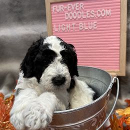Bernedoodle and Sheepadoodle Puppies from Fur-ever Doodles