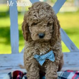 Mr Yellow - Apricot male Goldendoodle puppy in South Jordan, Utah from JD Goldendoodles