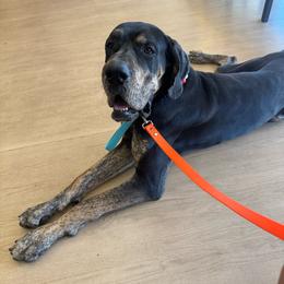 Finnigan - Great Dane