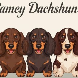 Dachshunds from Ramey Dachshunds
