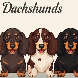 Dachshunds from Ramey Dachshunds