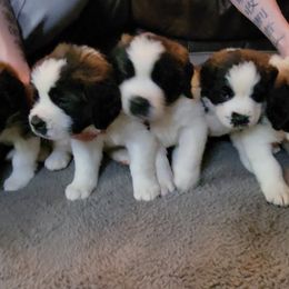 Saint Bernard Puppies from Middle Georgia Saints