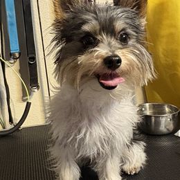 Luke - Yorkshire Terrier