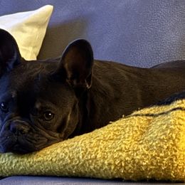 Bulldogs and French Bulldogs from Big Bullies N Texas