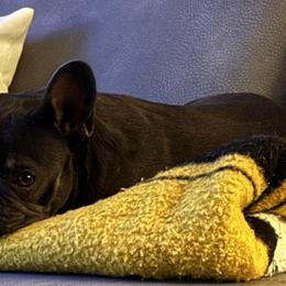 Bulldogs and French Bulldogs from Big Bullies N Texas