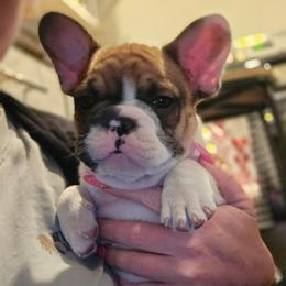 Boy 3 - Fawn and white male French Bulldog puppy in North Platte, Nebraska from Honey Hole Frenchies