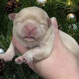 Cookie - Gold and white female Shihpoo puppy in Coshocton, Ohio from Forever Family Puppies