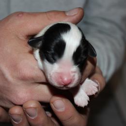 Boy 3 - male Australian Shepherd puppy in Plain City, Utah from Lost Creek Aussies