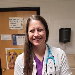 Miniature Schnauzer Puppies from A'Lord Miniature Schnauzer