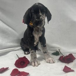 Great Dane Puppies from Catskills Greatest Danes