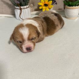 Honey - Fawn merle female American Corgi puppy in Santa Ana, California from Tran's CorgiLand
