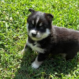 Bea - Tri-color female Pomsky puppy in La Vergne, Tennessee from Atencio Pomsky