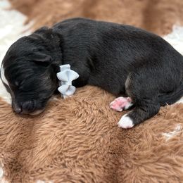 Grey collar with tail - Black tri male Miniature Australian Shepherd puppy in 32046, Florida from River Hill Ranch