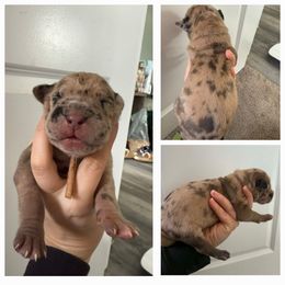 Girl 4 - Merle female Great Dane puppy in Doylestown, Ohio from Dana's Danes