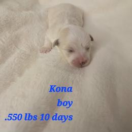 Kona - Cream male Havanese puppy in Trinity, Alabama from Tooties Cuties Havanese