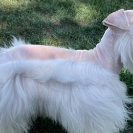 Miniature Schnauzers from Lucas Schnauzers