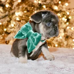 French Bulldog and Rottweiler Puppies from Muletown Rotties