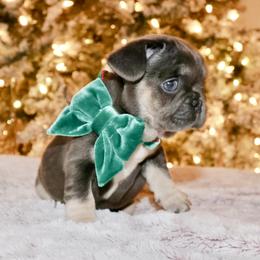 French Bulldog and Rottweiler Puppies from Muletown Rotties