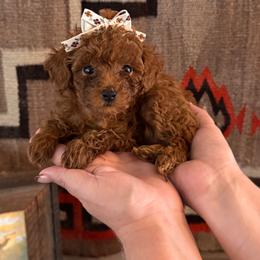 Lexi - Red  female Poodle puppy in Kaufman, Texas from Teddy Doods: Goldendoodles & Poodles