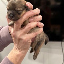 Girl 2 - Pomeranian puppy in Grass Lake, Michigan from Chantilly Lace Poms