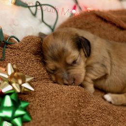Shaded red dapple - Dapple male Dachshund puppy in Seminary, Mississippi from Down South Mavericks Dachshunds