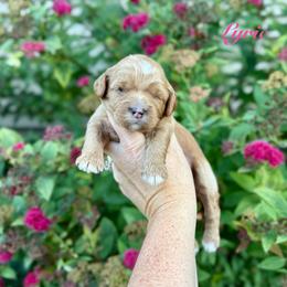 Lyric - Red female Cavapoo puppy in Midland, Michigan from Northern Charm Farm