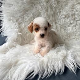 Marshall - Parti male Poodle puppy in Kissimmee, Florida from Poodles Are Mixy