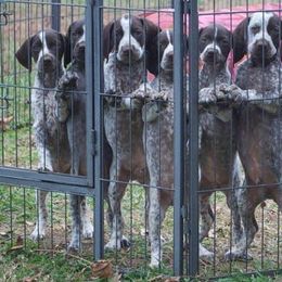German Shorthaired Pointer and Greater Swiss Mountain Dog Puppies from Suma Kennels