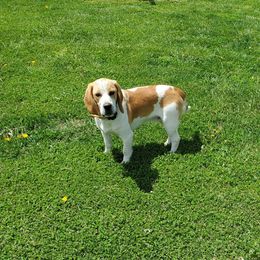 Kole - Beagle